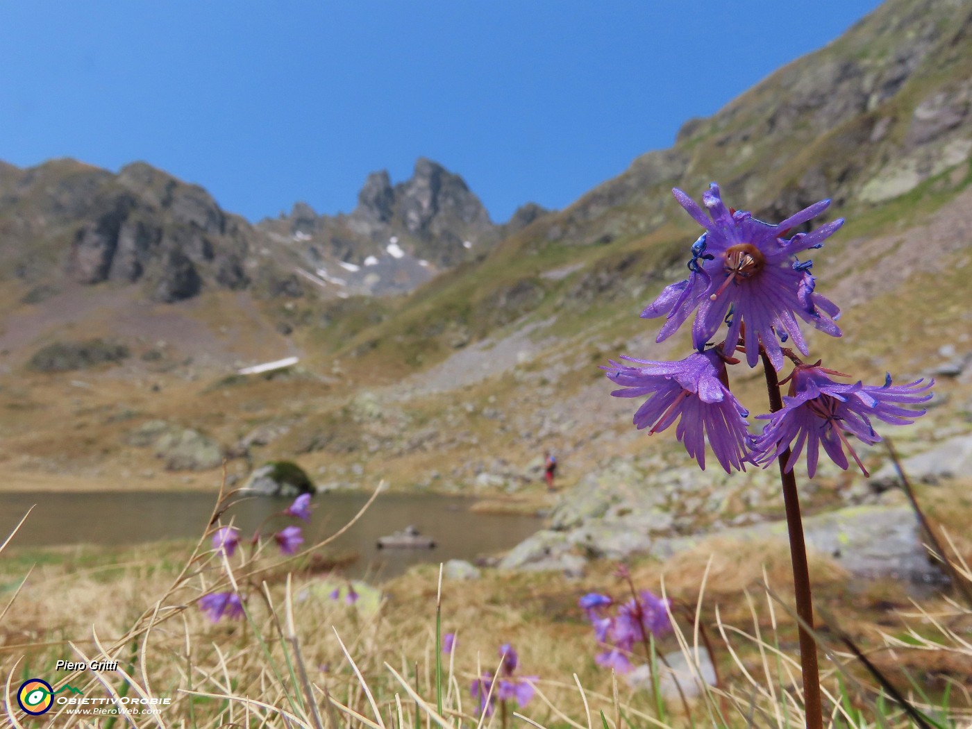 54 Soldanella alpina (Soldanella alpina ) con vista in Valletto.JPG